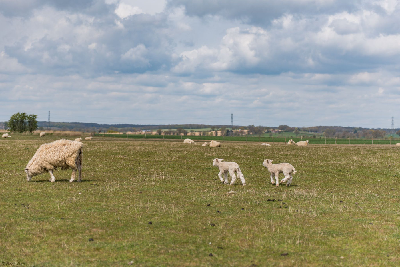 Romney Marsh Shepherds Huts